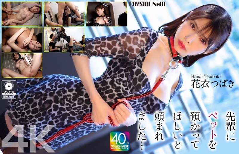 CRNX-254 [4K] My senior asked me to take care of his pet... Hanagoromo Tsubaki